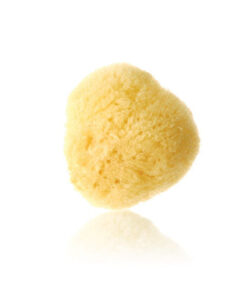 Natural Sea Sponge