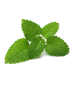 Melissa Essential oil 10ml
